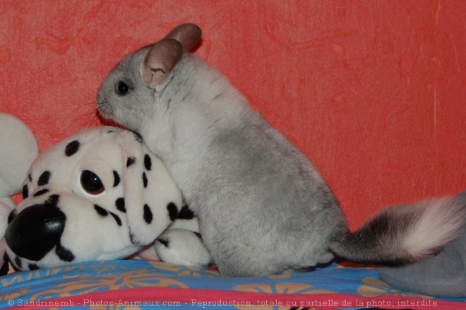 Photo de Chinchilla