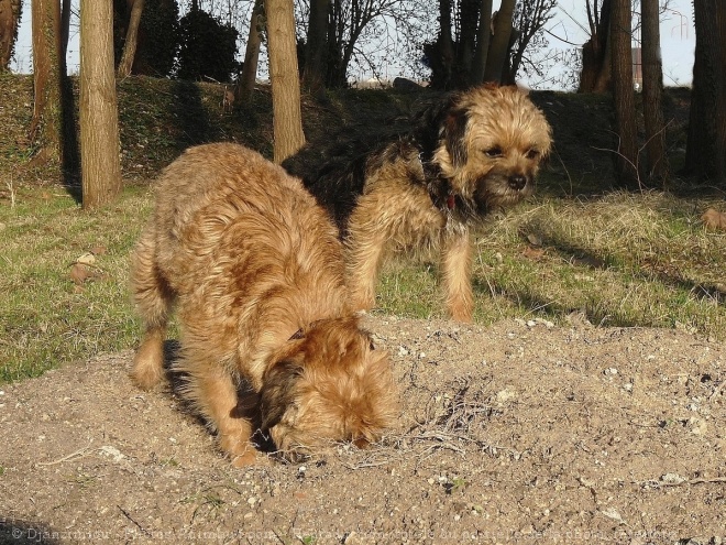 Photo de Border terrier