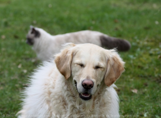 Photo de Golden retriever