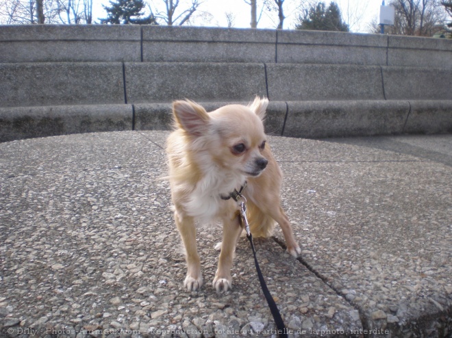 Photo de Chihuahua  poil long