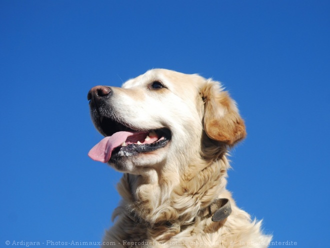 Photo de Golden retriever