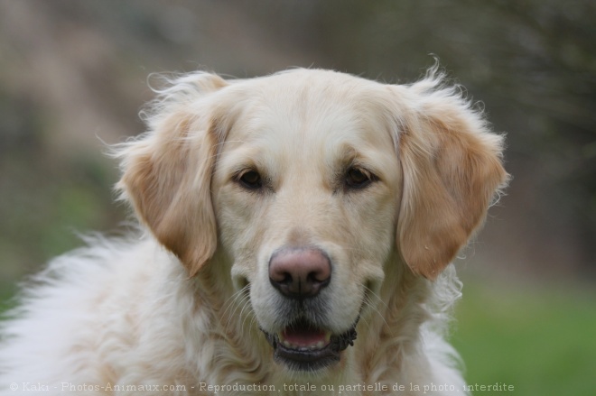 Photo de Golden retriever