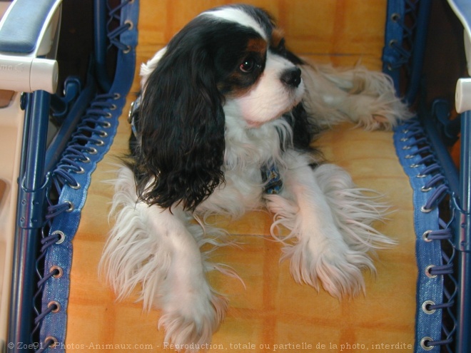 Photo de Cavalier king charles spaniel