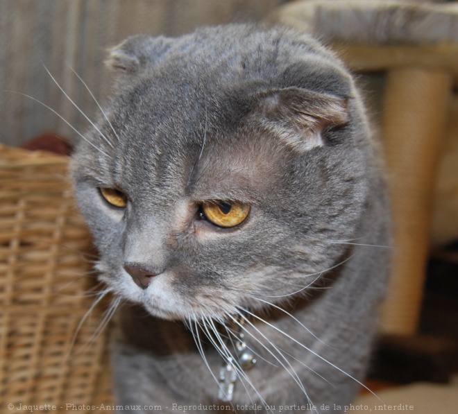 Photo de Scottish fold