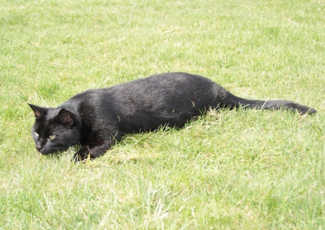 Photo de Chat domestique