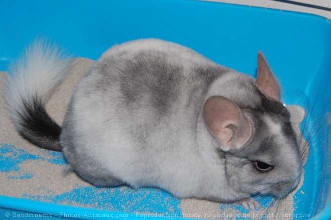 Photo de Chinchilla