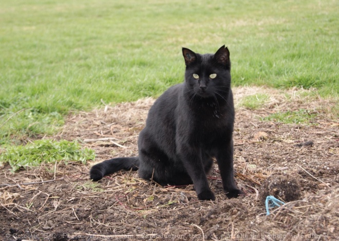 Photo de Chat domestique