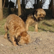 Photo de Border terrier