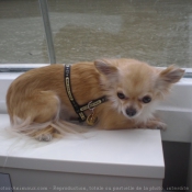 Photo de Chihuahua  poil long