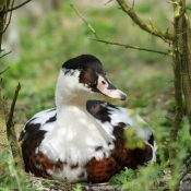 Photo de Canard colvert