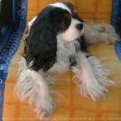 Photo de Cavalier king charles spaniel