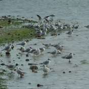 Photo de Mouette