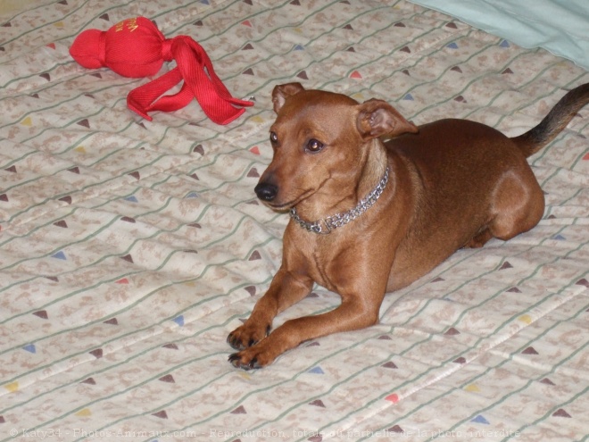 Photo de Pinscher nain