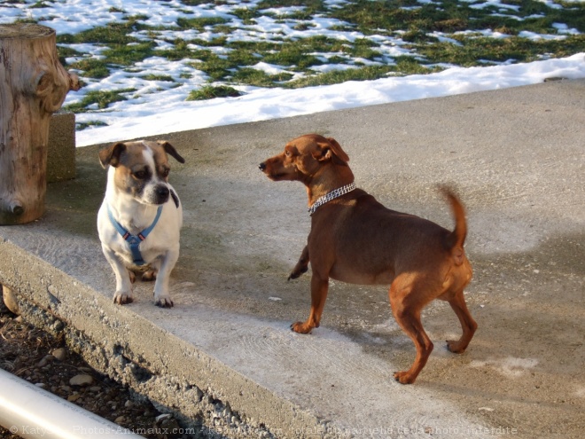 Photo de Pinscher nain