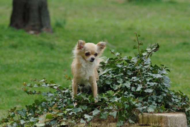 Photo de Chihuahua  poil long