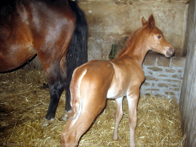 Photo de Races diffrentes