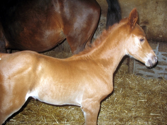 Photo de Races diffrentes