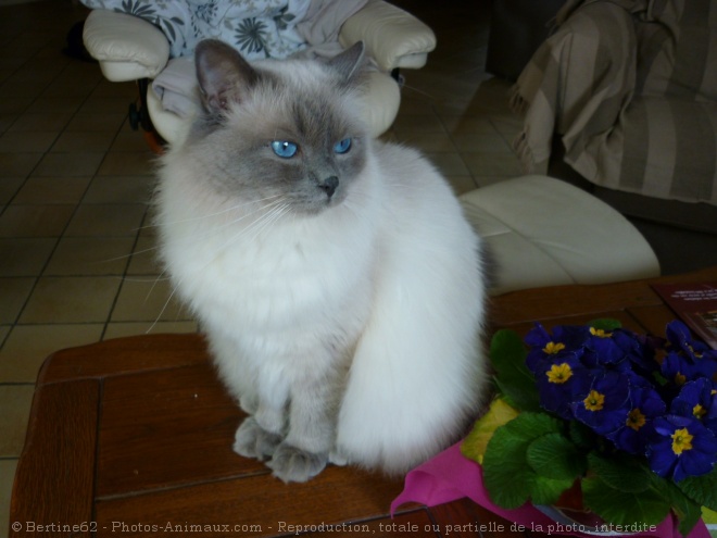 Photo de Ragdoll