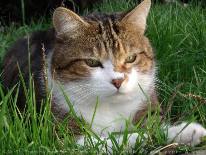 Photo de Chat domestique