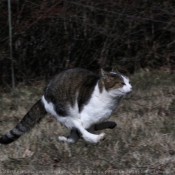 Photo de Chat domestique