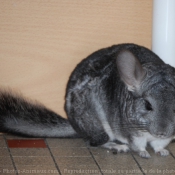 Photo de Chinchilla