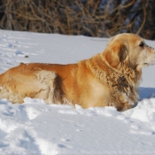 Photo de Golden retriever