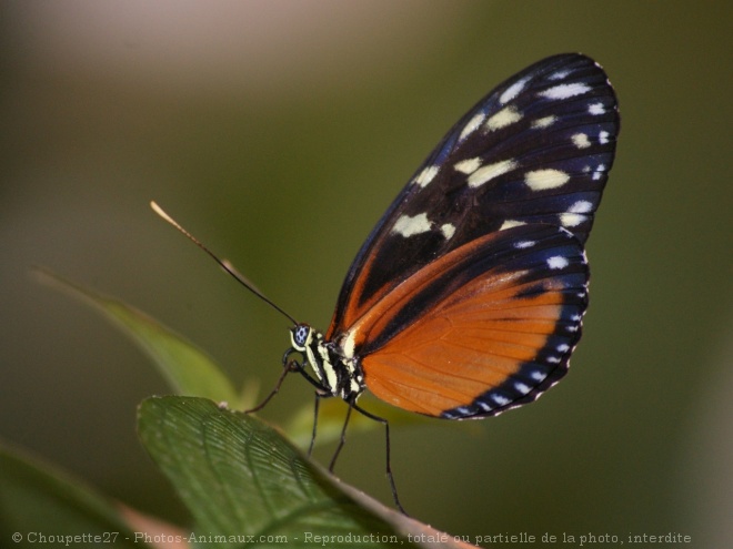 Photo de Papillon