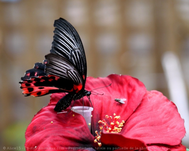 Photo de Papillon