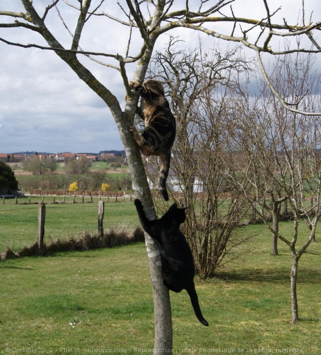 Photo de Chat domestique