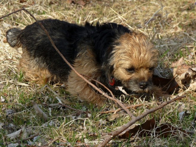 Photo de Border terrier