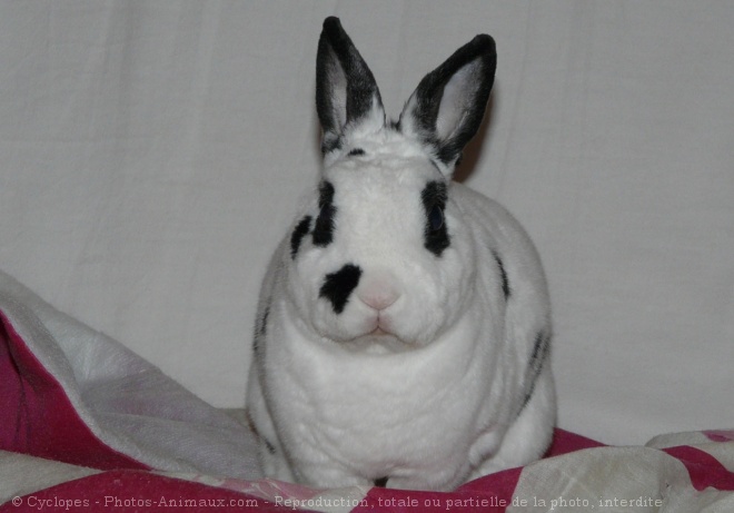 Photo de Lapin