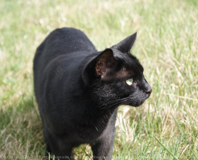 Photo de Chat domestique