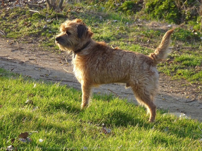 Photo de Border terrier