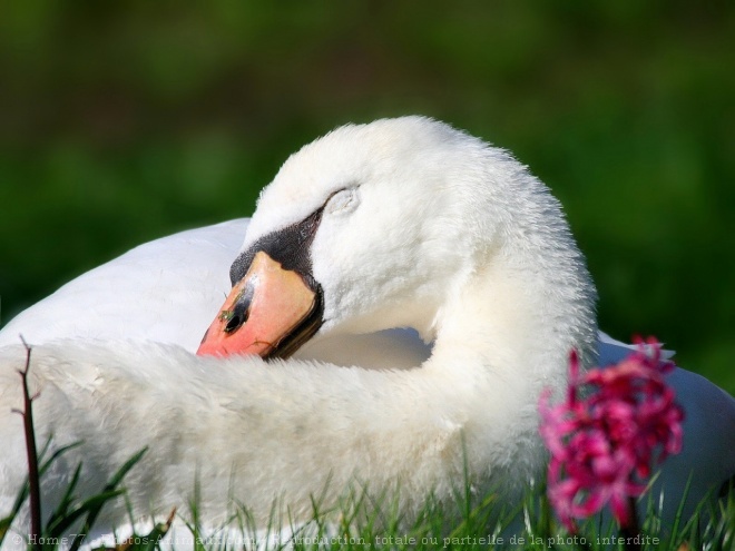 Photo de Cygne