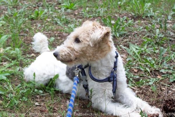 Photo de Fox terrier  poil dur