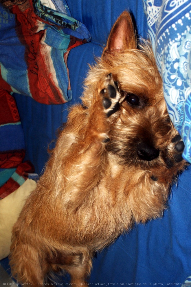 Photo de Cairn terrier