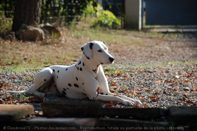 Photo de Dalmatien