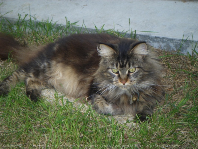 Photo de Maine coon