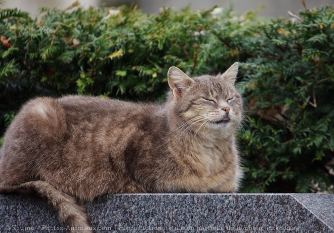 Photo de Chat domestique