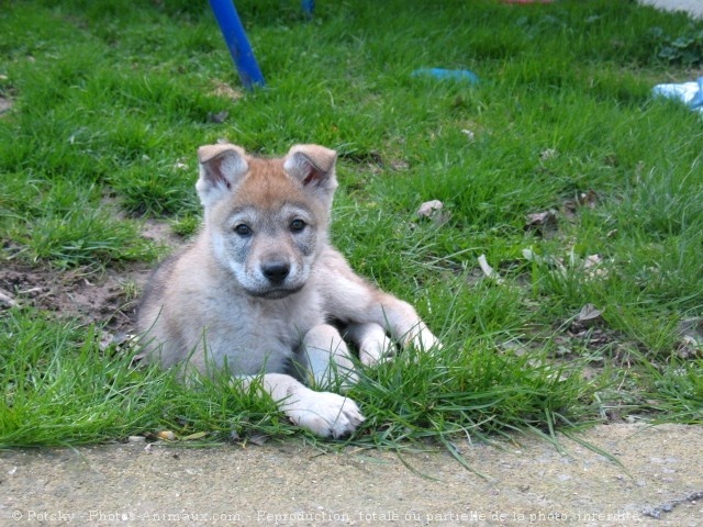 Photo de Chien loup tchcoslovaque