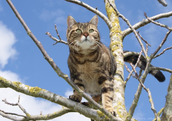 Photo de Chat domestique