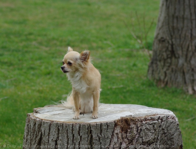 Photo de Chihuahua  poil long