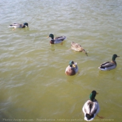 Photo de Canard colvert