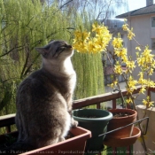 Photo de Chat domestique