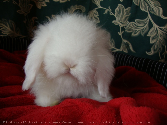 Photo de Lapin