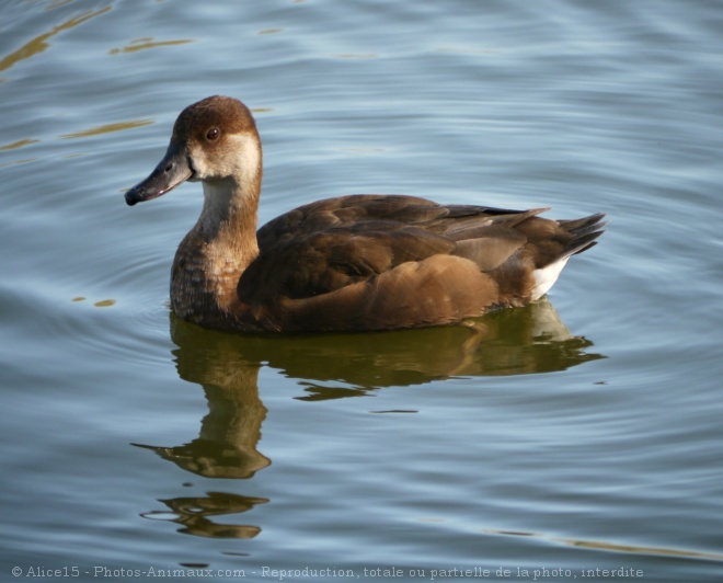 Photo de Canard nette rousse