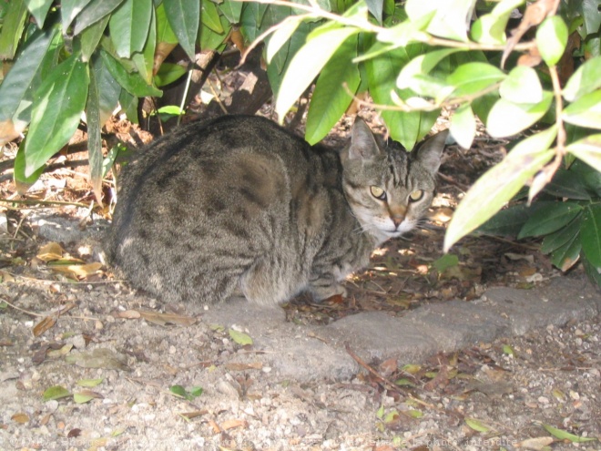 Photo de Chat domestique