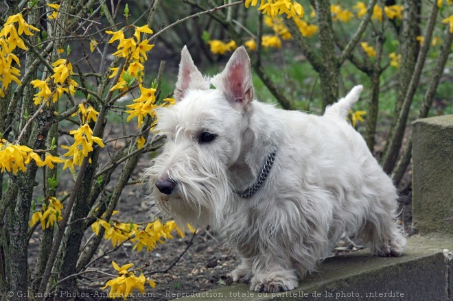 Photo de Scottish terrier