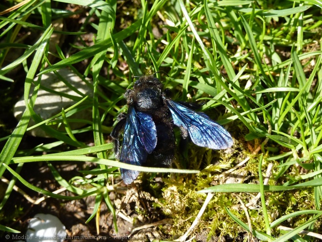 Photo d'Abeille charpentire - xylocope