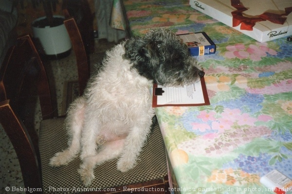 Photo de Fox terrier  poil dur